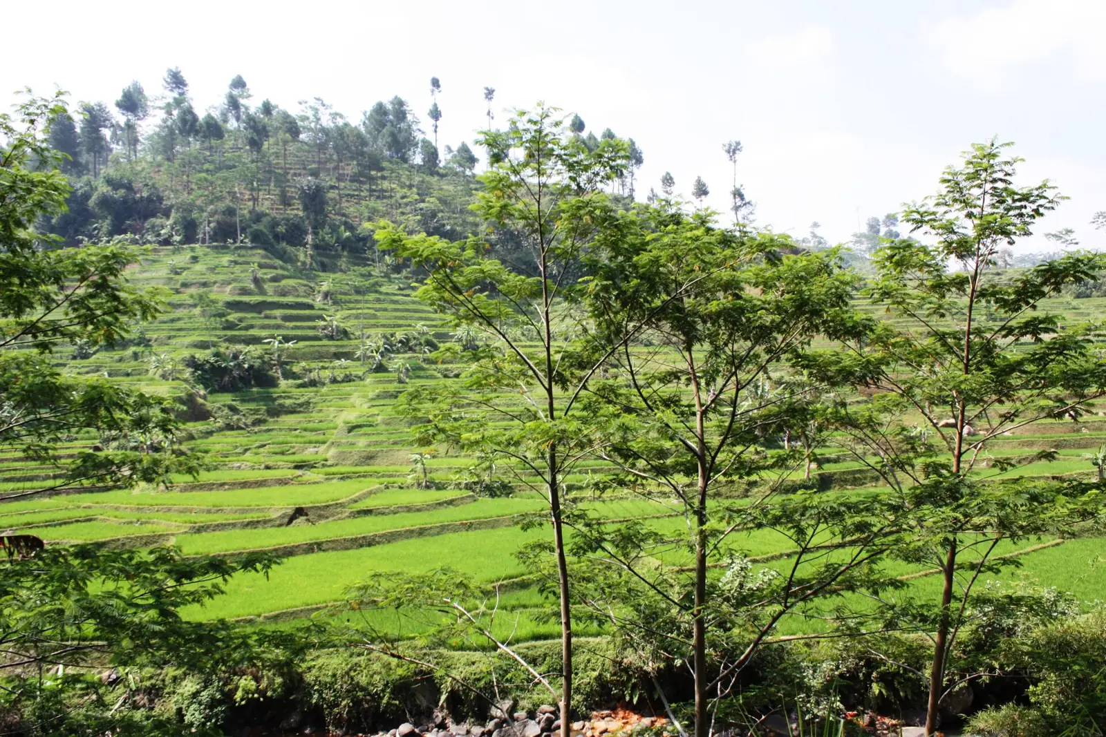 Sawah berundak di Tasikmalaya