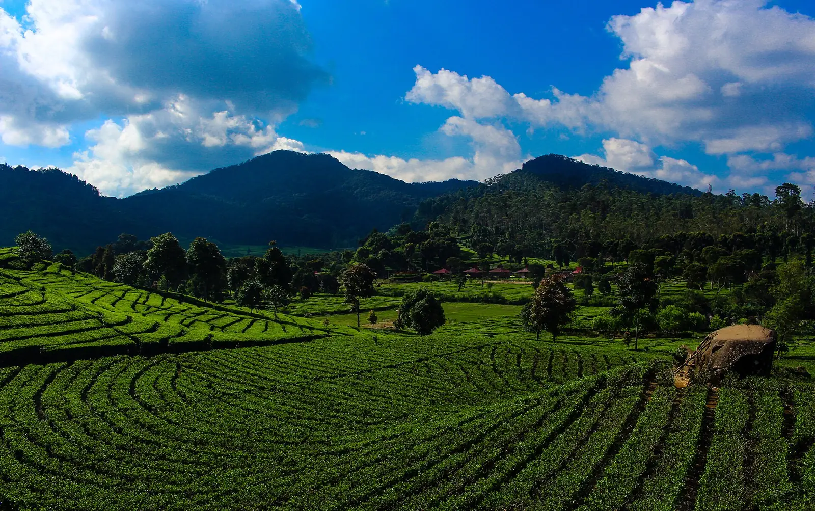 Kebun teh Rancabali
